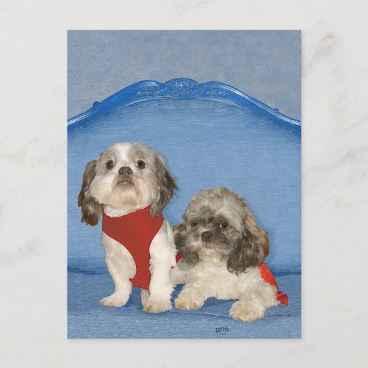 Zwei kleine Shih Tzu Rescue Doggies Postkarte (Vorderseite)