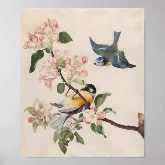 Zwei kleine Vögel in der Nähe eines Apfelblumenzwe Poster (Vorne)