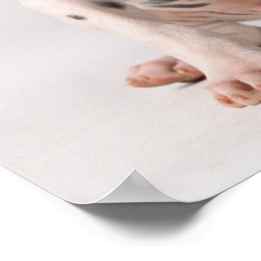 Zwei kleine Welpen aus schwarzem und weißem Dalmat Poster (Ecke)