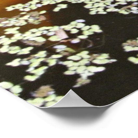 Zwei Koi im Teich Poster (Ecke)