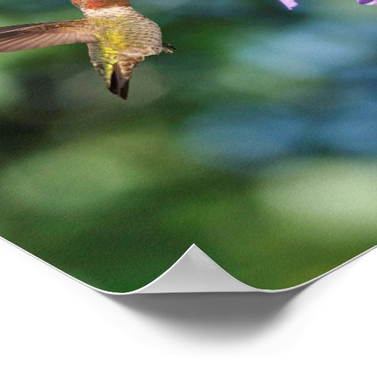Zwei Kolibris fliegen mit Blume Poster (Ecke)
