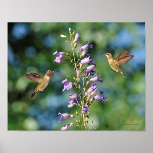 Zwei Kolibris fliegen mit Blume Poster (Vorne)