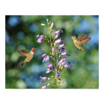 Zwei Kolibris fliegen mit Blume