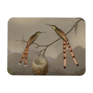 Zwei Kolibris mit ihren Jungen Magnet