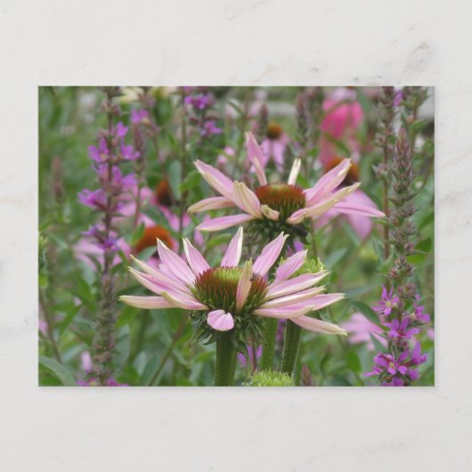 Zwei Konsolen & Wildblumen DIREKT Postkarte (Vorderseite)