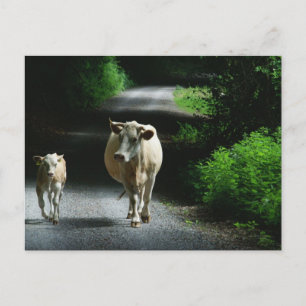 Zwei Kühe auf der Bummel Postkarte