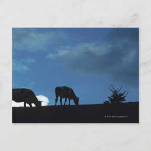 Zwei Kühe in Silhouette weiden auf Hügel Postkarte