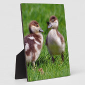 Zwei Küken ägyptischer Gänse Fotoplatte (Seite)