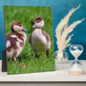 Zwei Küken ägyptischer Gänse Fotoplatte (Seite)