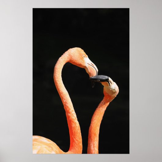Zwei küssende Flamingos auf dunklem Hintergrund Poster (Vorne)