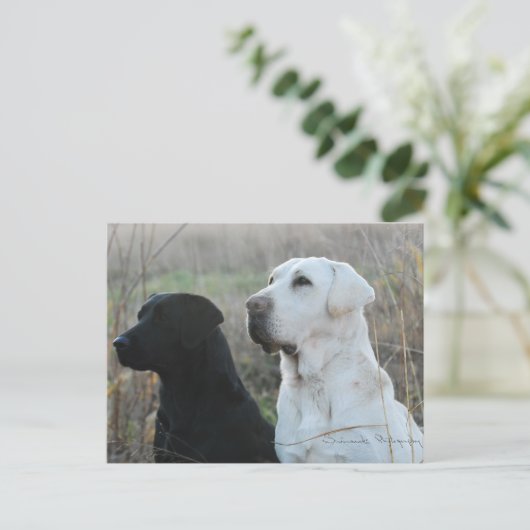 Zwei Labradore Postkarte (Stehend Vorderseite)