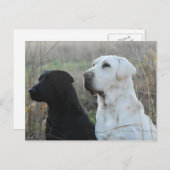 Zwei Labradore Postkarte (Vorne/Hinten)