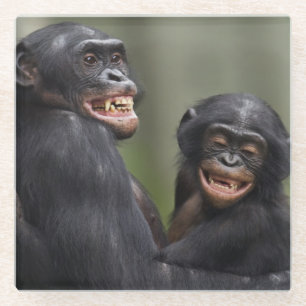 Zwei lächelnde Bonobos Glasuntersetzer
