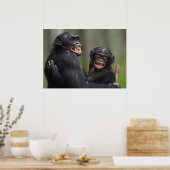 Zwei lächelnde Bonobos Poster (Küche)