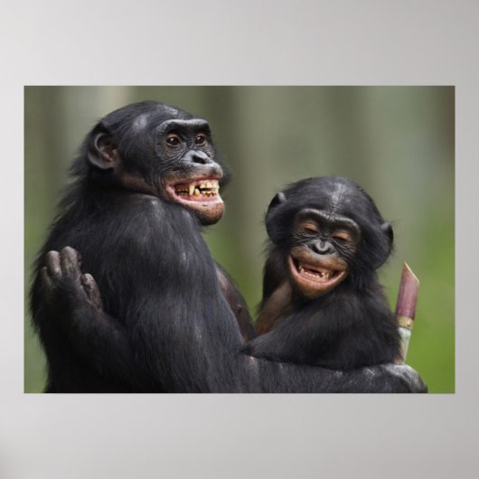 Zwei lächelnde Bonobos Poster (Vorne)