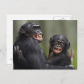 Zwei lächelnde Bonobos Postkarte (Vorne/Hinten)