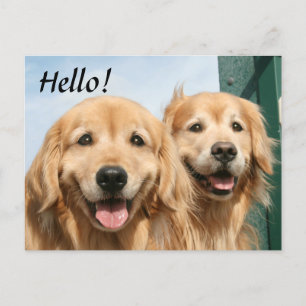 Zwei lächelnde Golden Retrievers Hallo Postkarte