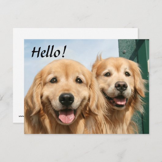 Zwei lächelnde Golden Retrievers Hallo Postkarte (Vorne/Hinten)