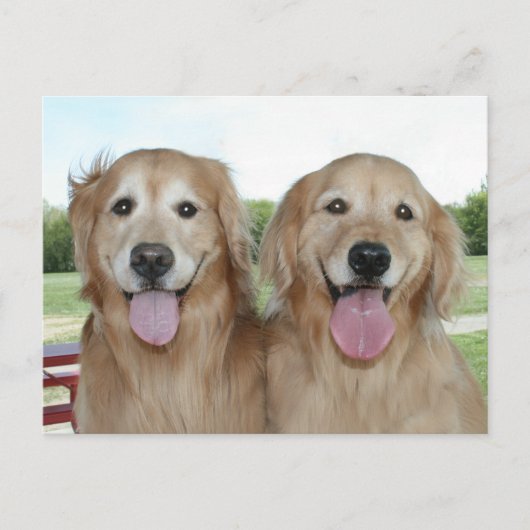Zwei lächelnde Golden Retrievers Just Sprichwort H Postkarte (Vorderseite)