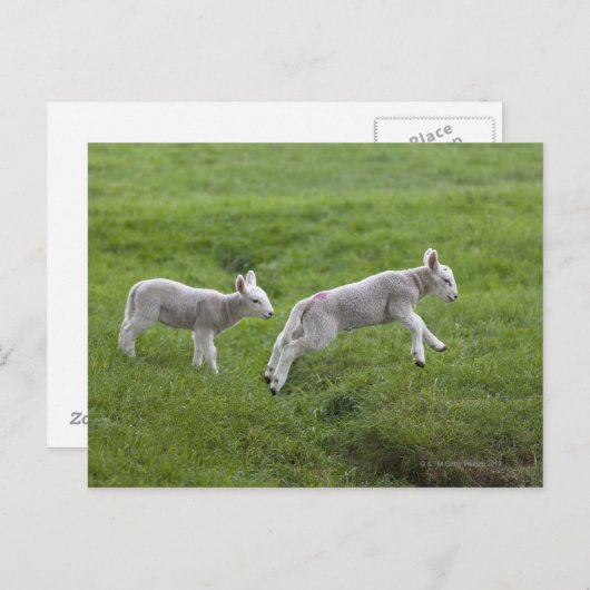 Zwei Läden Postkarte (Vorne/Hinten)