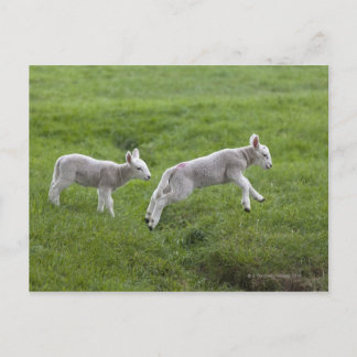 Zwei Läden Postkarte