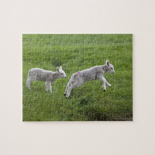 Zwei Läden Puzzle (Horizontal)