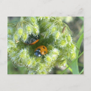 Zwei Ladybird nehmen die Postkarte für die Unterku