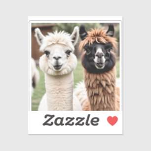 Zwei Lamas Aufkleber