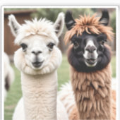 Zwei Lamas Aufkleber (Vorderseite)