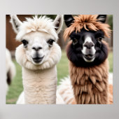 Zwei Lamas Poster (Vorne)