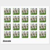 Zwei Lämmer Grazing Stickers (Blatt)