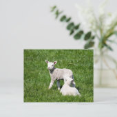 Zwei Lämmer in der Weide Postkarte (Stehend Vorderseite)
