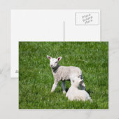 Zwei Lämmer in der Weide Postkarte (Vorne/Hinten)