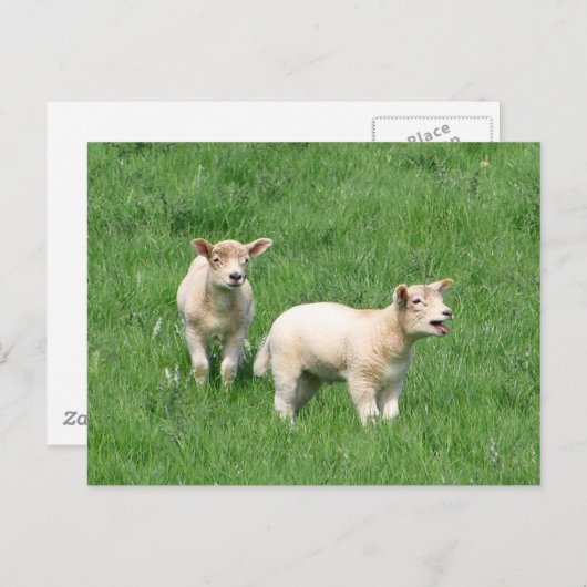 Zwei Lämmer Postkarte (Vorne/Hinten)