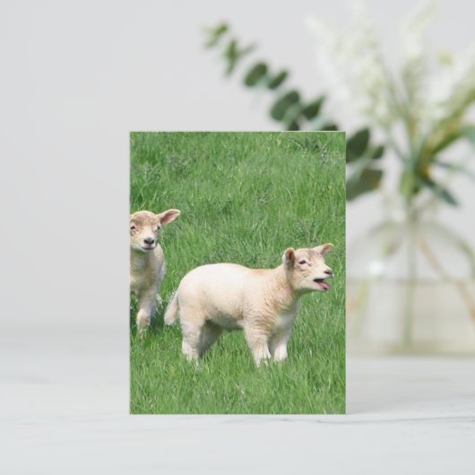 Zwei Lämmer Postkarte (Stehend Vorderseite)