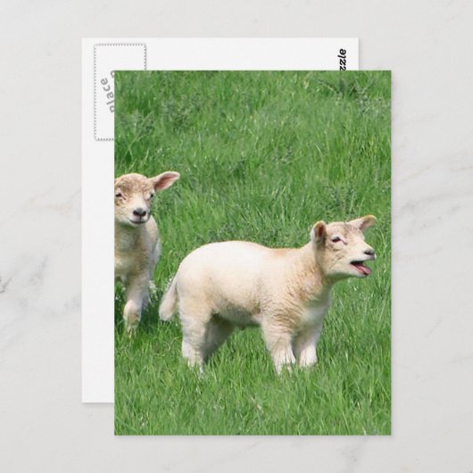 Zwei Lämmer Postkarte (Vorne/Hinten)
