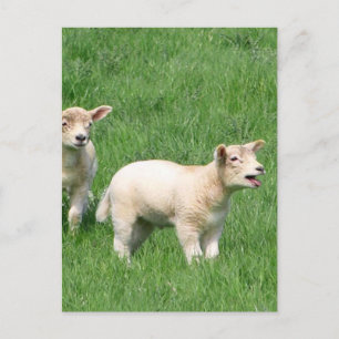 Zwei Lämmer Postkarte