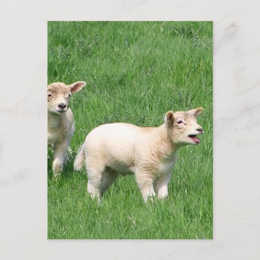 Zwei Lämmer Postkarte (Vorderseite)