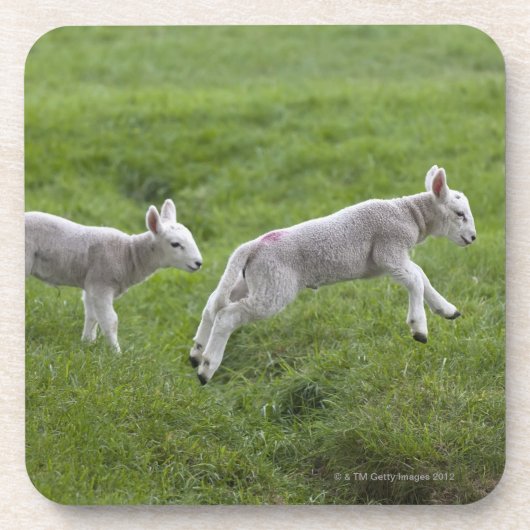 Zwei Lämmer Untersetzer (Vorderseite)