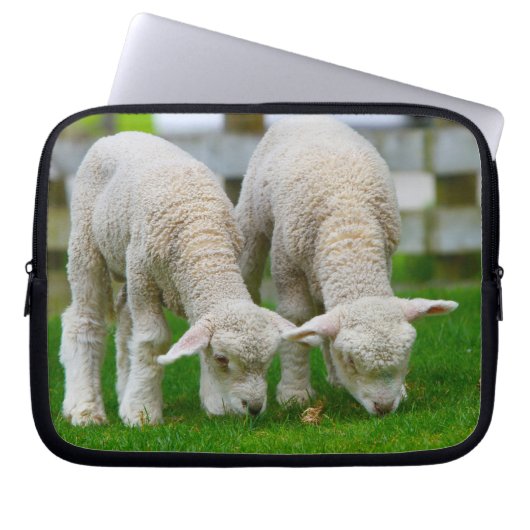 Zwei Lämmer Weiden Laptopschutzhülle (Vorderseite)