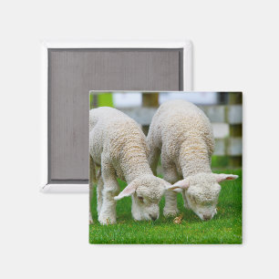 Zwei Lämmer Weiden Magnet