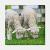 Zwei Lämmer Weiden Magnet (Vorne)