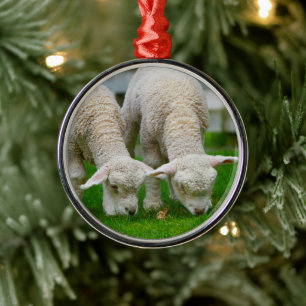 Zwei Lämmer Weiden Silbernes Ornament