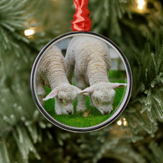 Zwei Lämmer Weiden Silbernes Ornament (Baum)