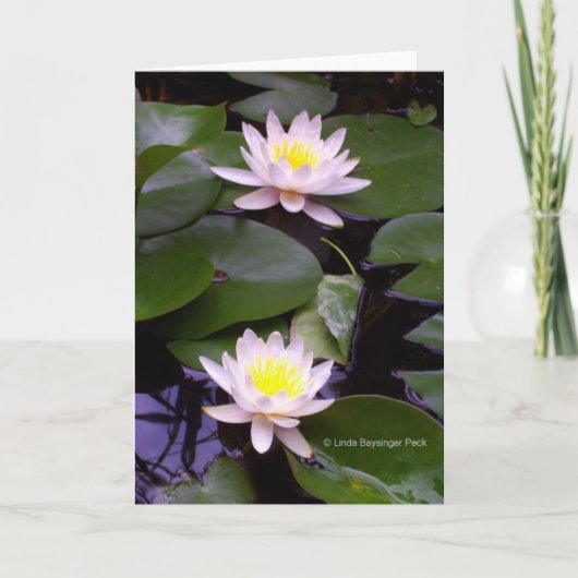 Zwei Leichtwasserlilien Karte (Vorderseite)