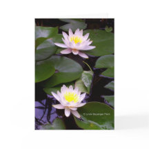 Zwei Leichtwasserlilien