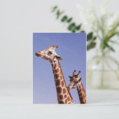 Zwei liebevolle Giraffen Postkarte (Stehend Vorderseite)