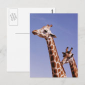 Zwei liebevolle Giraffen Postkarte (Vorne/Hinten)