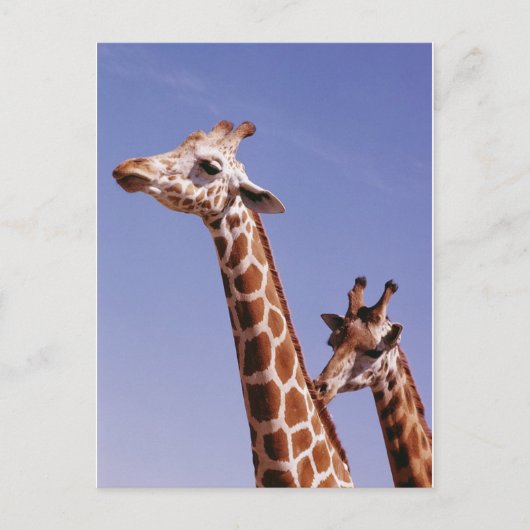 Zwei liebevolle Giraffen Postkarte (Vorderseite)
