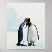 Zwei liebevolle Pinguine Poster (Vorne)